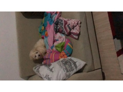 Oğlumuza iyi bir yuva arıyoruz maltipoo