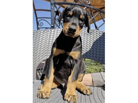 Show kalite doberman yavrular