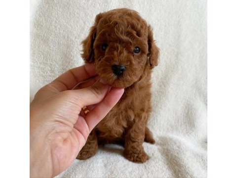 Toy poodle yavruları