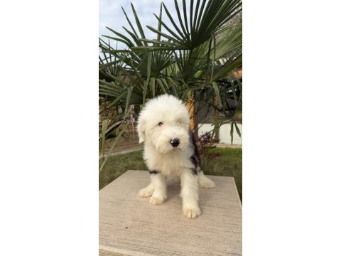 Sevgi yumağı dev dost bobtail