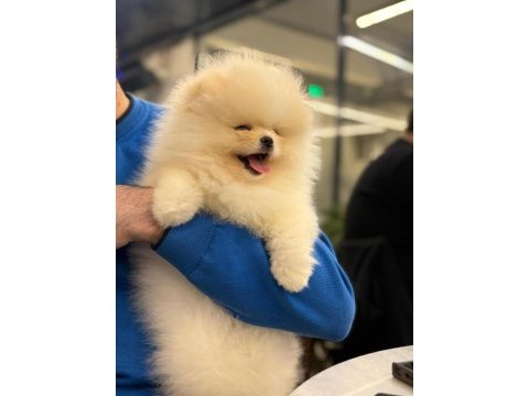 Pomeranian bebeklerimiz sizlerle