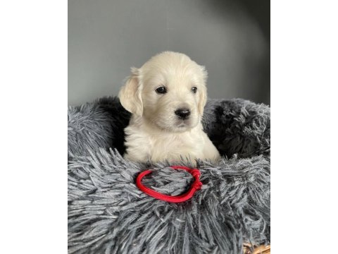 Baby face golden retriever puppies erkek dişi