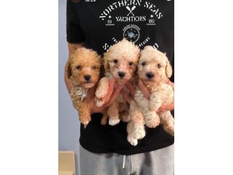 Maltipoo kalite yavrular ırk sağlık garantili