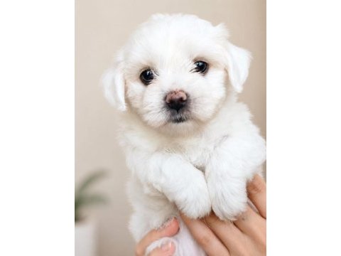 0 numara maltese bebekler