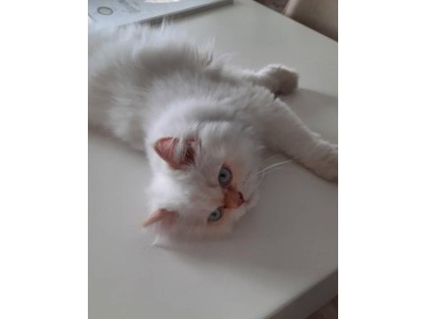 İran kedim