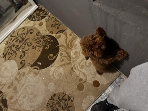 10 aylık dişi poodle