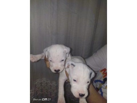 Dalmaçyalı yavru köpekler
