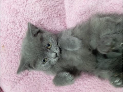 2 aylık british shorthair gri kedimiz