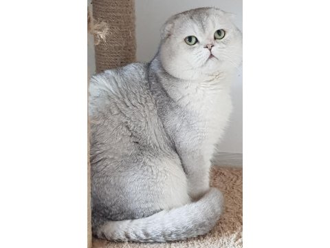Scottish fold safkan yavrular