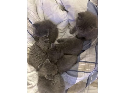 British shorthair ve british longhair yavrular ankara
