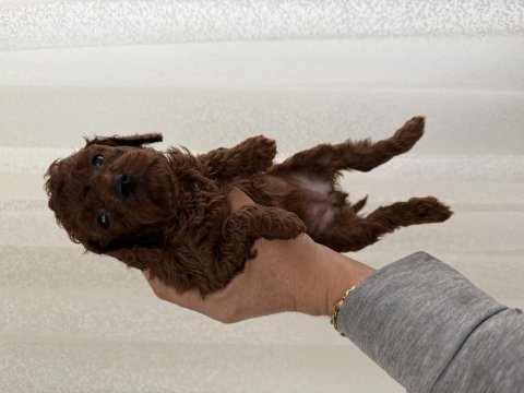 Toy poodle bebekler
