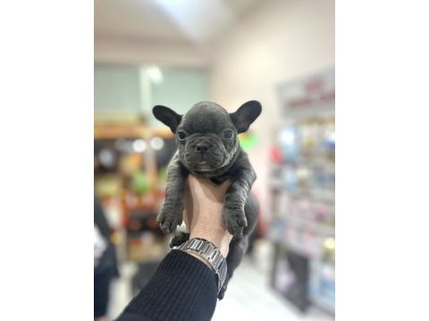 Safkan a kalite french bulldog yavrular