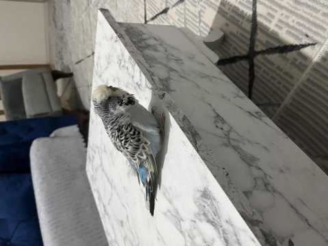 Yetişkin dişi jumbo muhabbet kuşu