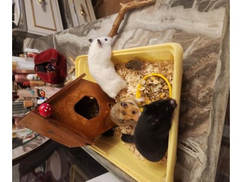 Sahibinden suriye hamster orjinal ele alışkındır