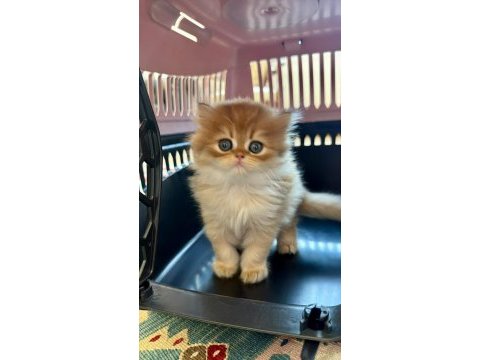 Golden british longhairler yeni ailesini arıyor