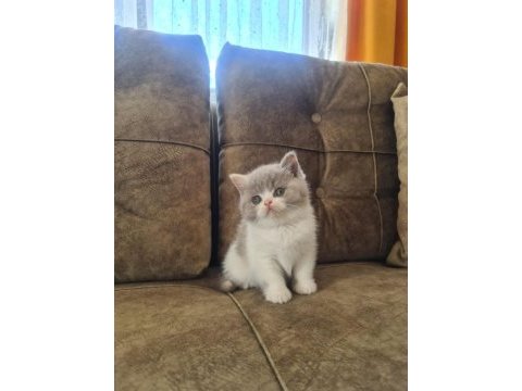 Bicolour dişi güzellik british shorthair