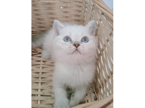 Mavi gözlü safkan british shorthair yavrular