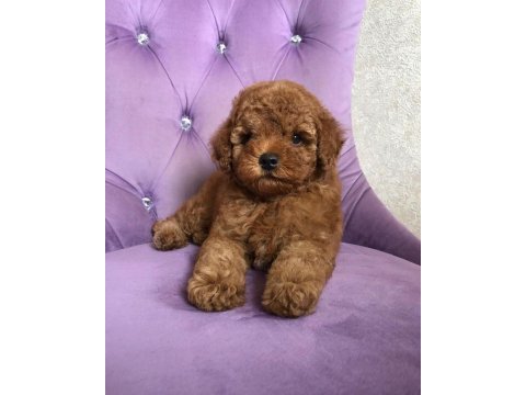 Toy poodle yavruları