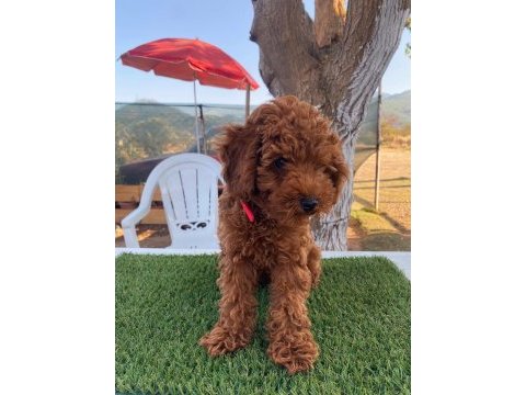 Aşılı poodle köpeğimiz