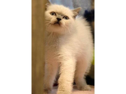 British shorthair yavrularımız teslime hazır