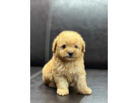 Maltipoo erkek yavru üç aylık