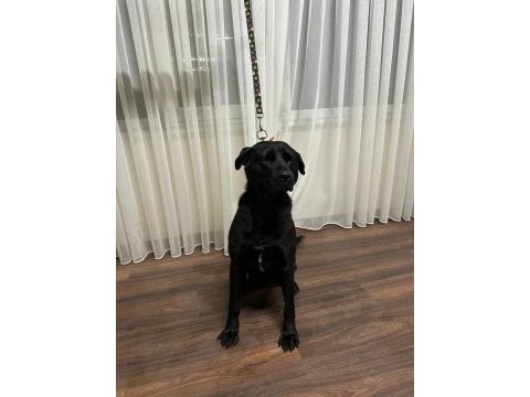 Temel itaat eğitimi mevcut labrador
