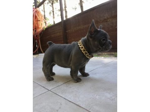 French bulldog puppys