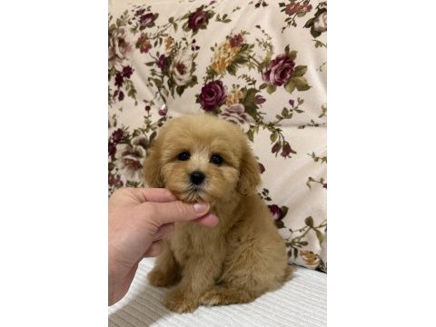 Kilogram garanti maltıpoo mini boy