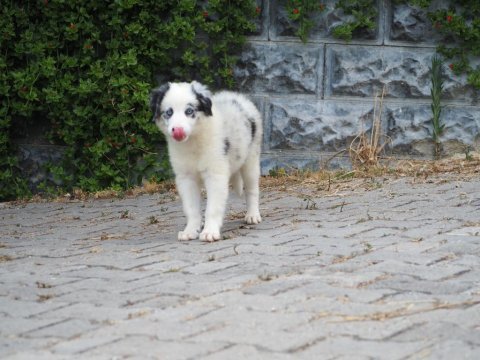 Bluw merle border collie