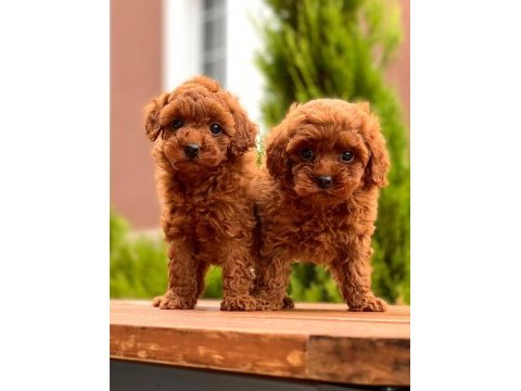 Red brown toy poodle yavrular