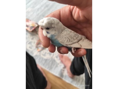 Yeni yeme düşen bebek muhabbet kuşu yavrular