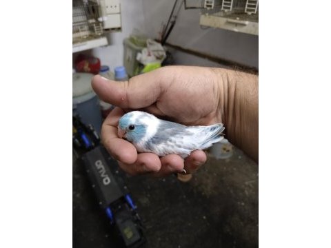 3.5 aylık güzel pied sultan papağanı yavrusu