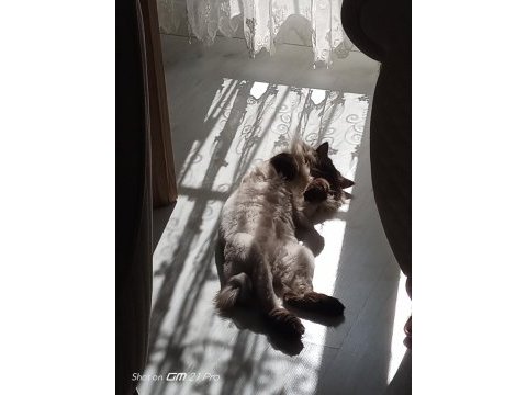 Ücretsiz scottish blue point kedi sahiplendirme