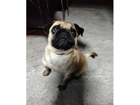 Acil sahiplendirilecek pug köpeğimiz