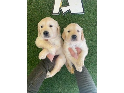 Baby face golden retriever yavruları