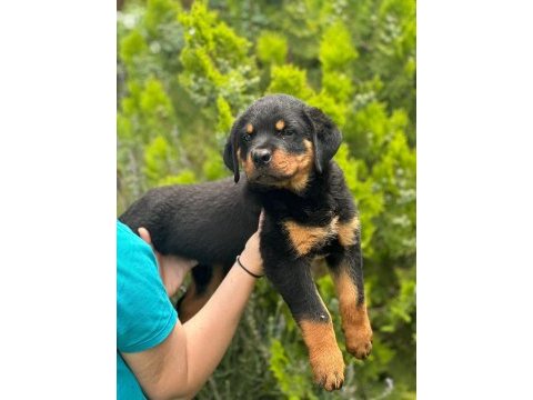 Rottweiler yavru köpeğimiz