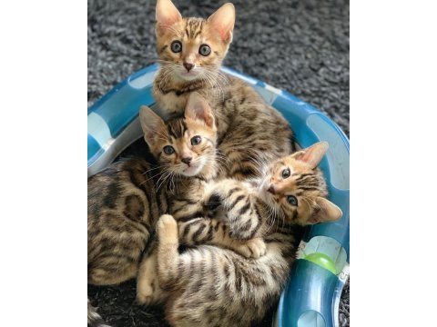 Hipoalerjenik bengal yavruları ozyfelines