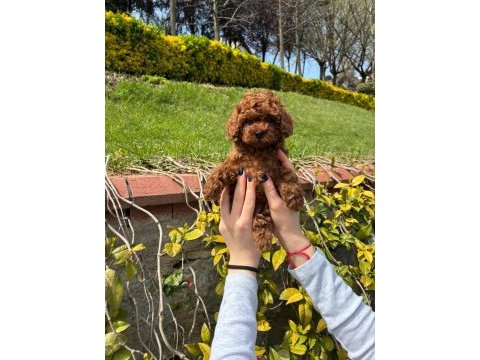 Orjinal ırk ve sağlık garantili poodle yavrularımız