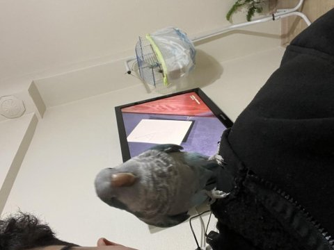 Full evcil monk papağanı şakir