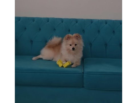6 aylık erkek yavru spitz pomeranian ankara