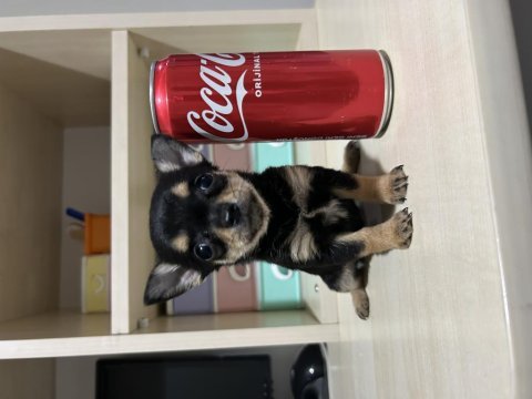 Kilogram garantili dişi yavrumuz chihuahua