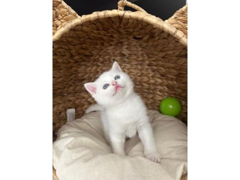 Koca kafa bir yıl be scottish fold kediler
