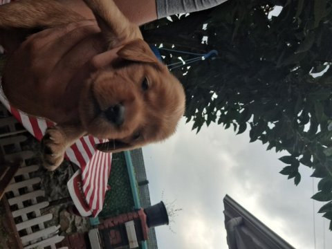 Orijinal cocker spaniel