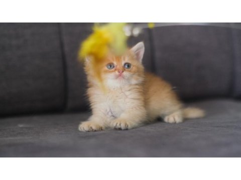 Saflan british çikolata golden erkek