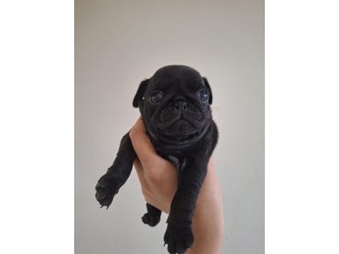 Pug köpeği yavrularımız