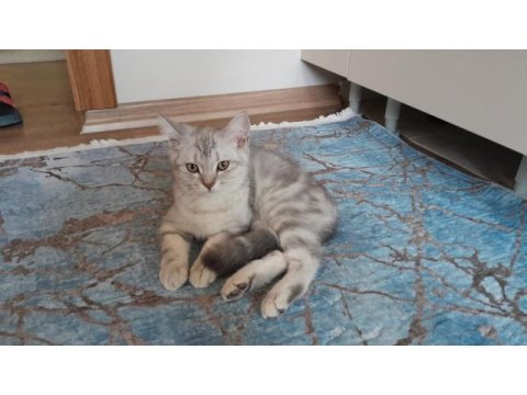 Kedilerimiz pars ve mars