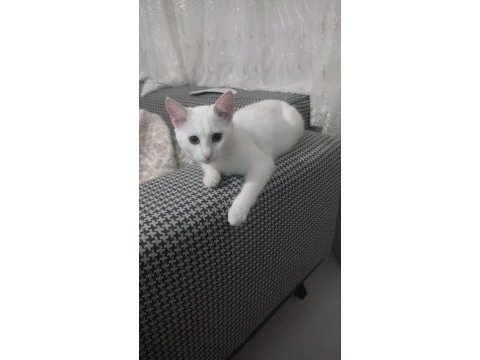 Minik kızımız için yuva arıyoruz