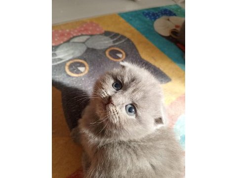 Irkının en iyisi scottish fold yavrum