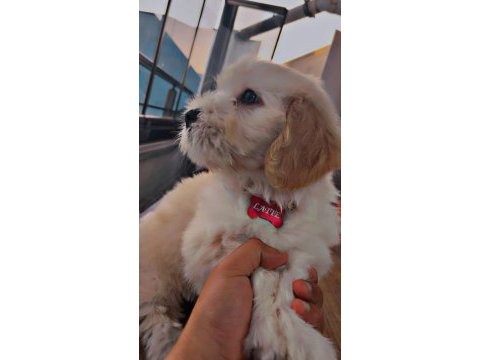 Küçük sevgi dolu köpeğimize ömürlük yuva arıyoruz