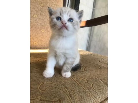 British shorthair erkek yavru